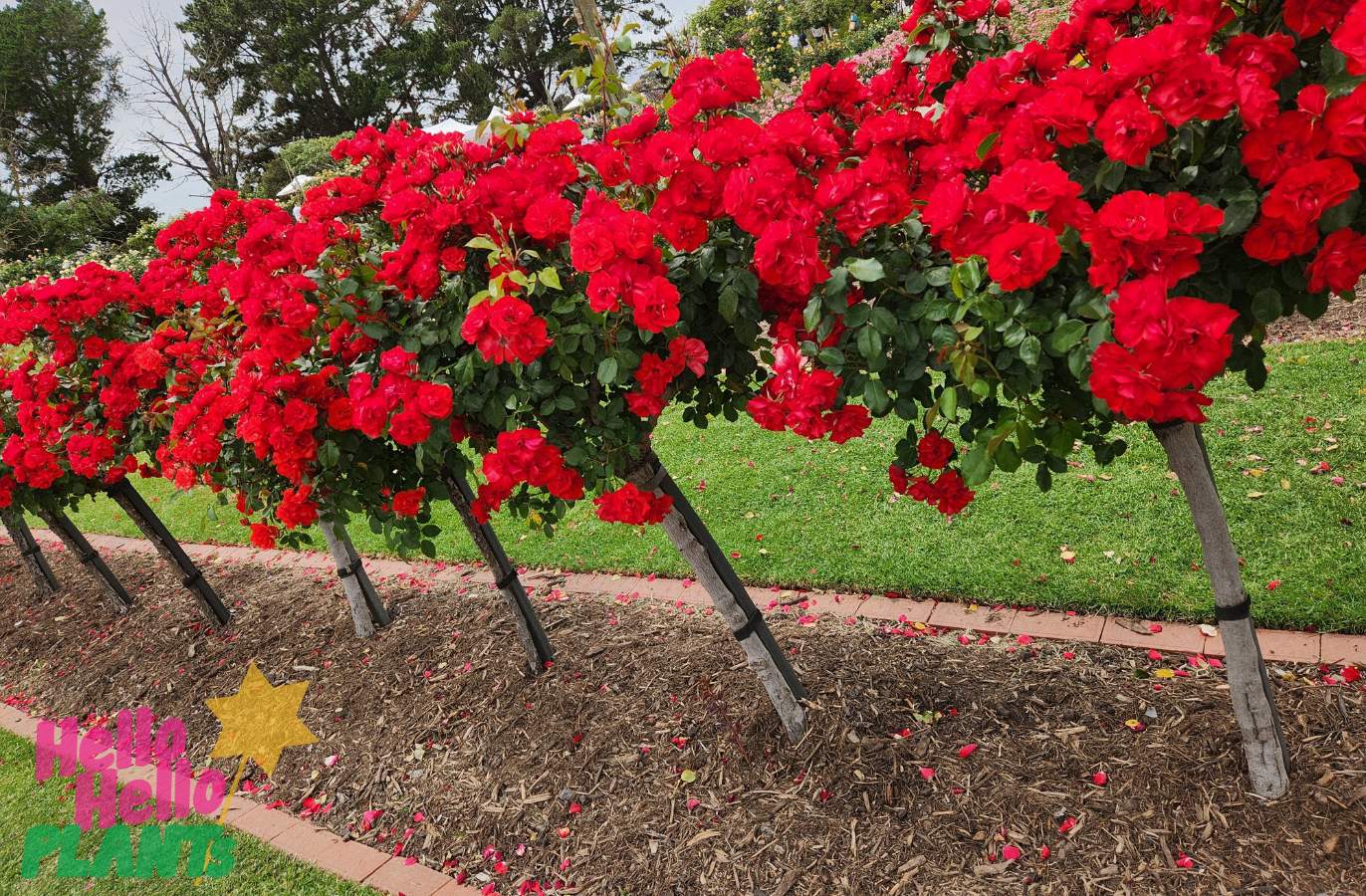 A row of red rose plants grows in a diagonal line in a garden. The ground is mulched and some petals have fallen. "Hello Hello Plants" logo is in the bottom left corner, highlighting their Huge Winter 2024 Clearance Sale.