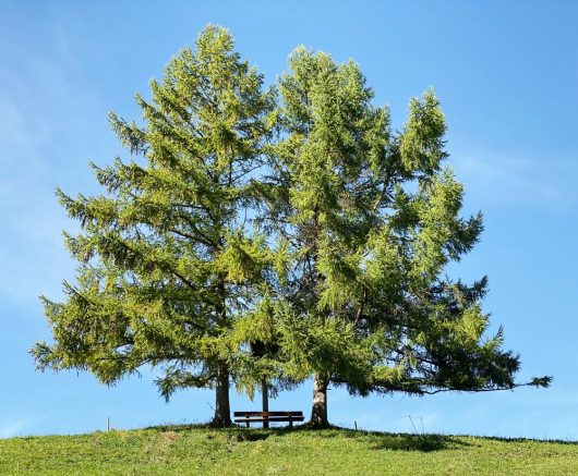 Two tall evergreen trees stand side by side on a grassy hill with a wooden bench positioned between them under a clear blue sky.