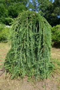 A weeping larch tree with cascading, drooping branches stands in a grassy area with surrounding green vegetation.