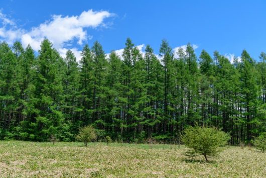 A green forest stretches under a blue sky with scattered white clouds. A grassy field with some shrubs is in the foreground.