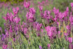 Close-up of vibrant pink and purple Lavandula 'Sensation™ Rose' Lavender flowers in a field, with green stems and leaves, set against a blurred background of more flowers.