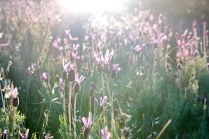 A field of purple wildflowers basking in sunlight, with a bright light source in the background creating a soft, warm glow.