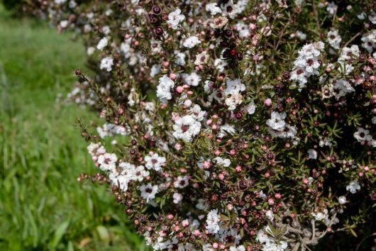 Close-up of the Leptospermum 'New Zealand Tea Tree' in a 6" pot, showcasing small white and pink flowers in bloom amidst lush green foliage.