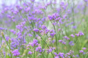 Close-up of a field with numerous small, light purple flowers on thin green stems, creating a soft and delicate scene.