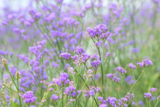 Close-up of a field with numerous small, light purple flowers on thin green stems, creating a soft and delicate scene.