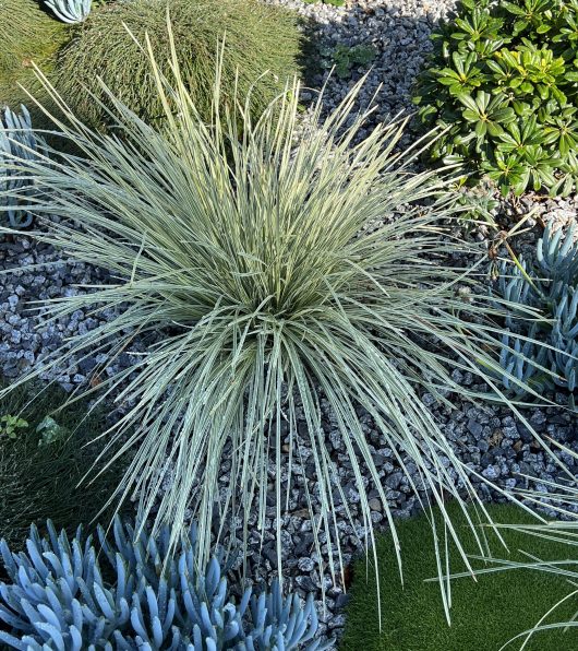 A spiky, green ornamental grass plant surrounded by various other plants and gravel.