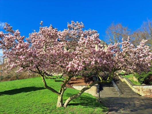 A Magnolia 'Alba Superba' 10" Pot stands beside a path, its pink blossoms striking against the clear blue sky and green grass on a sunny day.