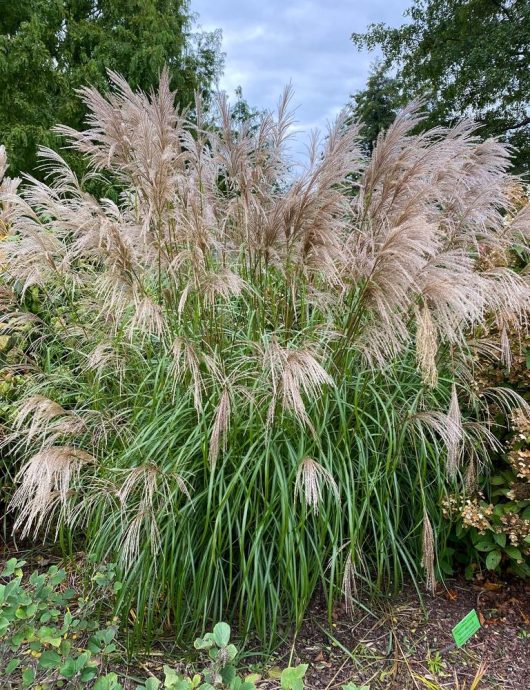 The Miscanthus 'Kleine Fontaine' Chinese Silver Grass, available in a 7" pot, showcases tall, graceful ornamental features with long, slender green leaves and feathery beige plumes. It thrives beautifully in a garden setting, adding to the lush greenery backdrop.