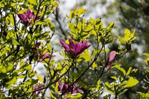 Branches with green leaves and blooming purple Magnolia 'Susan' (Copy) flowers are illuminated by sunlight against a blurred background of more foliage.