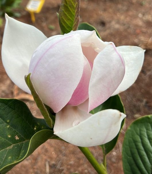 Close-up of a light pink and white Magnolia 'Dolly Horn' 13" Pot in partial bloom, nestled with surrounding green leaves and blurred brown soil in the background.