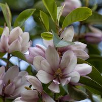 Close-up of blooming magnolia flowers with pink and white petals among green leaves, set against a blurred background of foliage and sky. Michelia fairy blush magnolia bush with stunning open cream and pink magnolia flowers fragrant