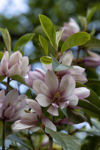 Close-up of blooming magnolia flowers with pink and white petals among green leaves, set against a blurred background of foliage and sky. Michelia fairy blush magnolia bush with stunning open cream and pink magnolia flowers fragrant