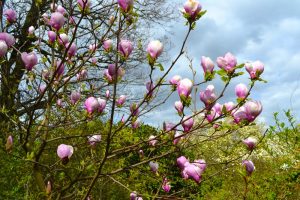 A tree with pink and white Magnolia 'Lennei' 8" Pot flowers in bloom against a cloudy sky backdrop. Sparse greenery and other trees are visible in the background, adding a touch of nature's serenity to the scene.