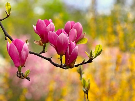 Close-up of a branch with several pink magnolia flowers in bloom, set against a background of blurred greenery and yellow flowers.