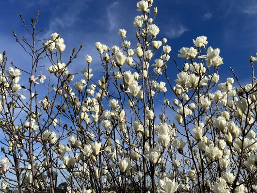 Branches of a tree filled with Magnolia 'Yulan' blossoms from a 12" pot (freshly potted) bloom under a blue sky with scattered clouds.