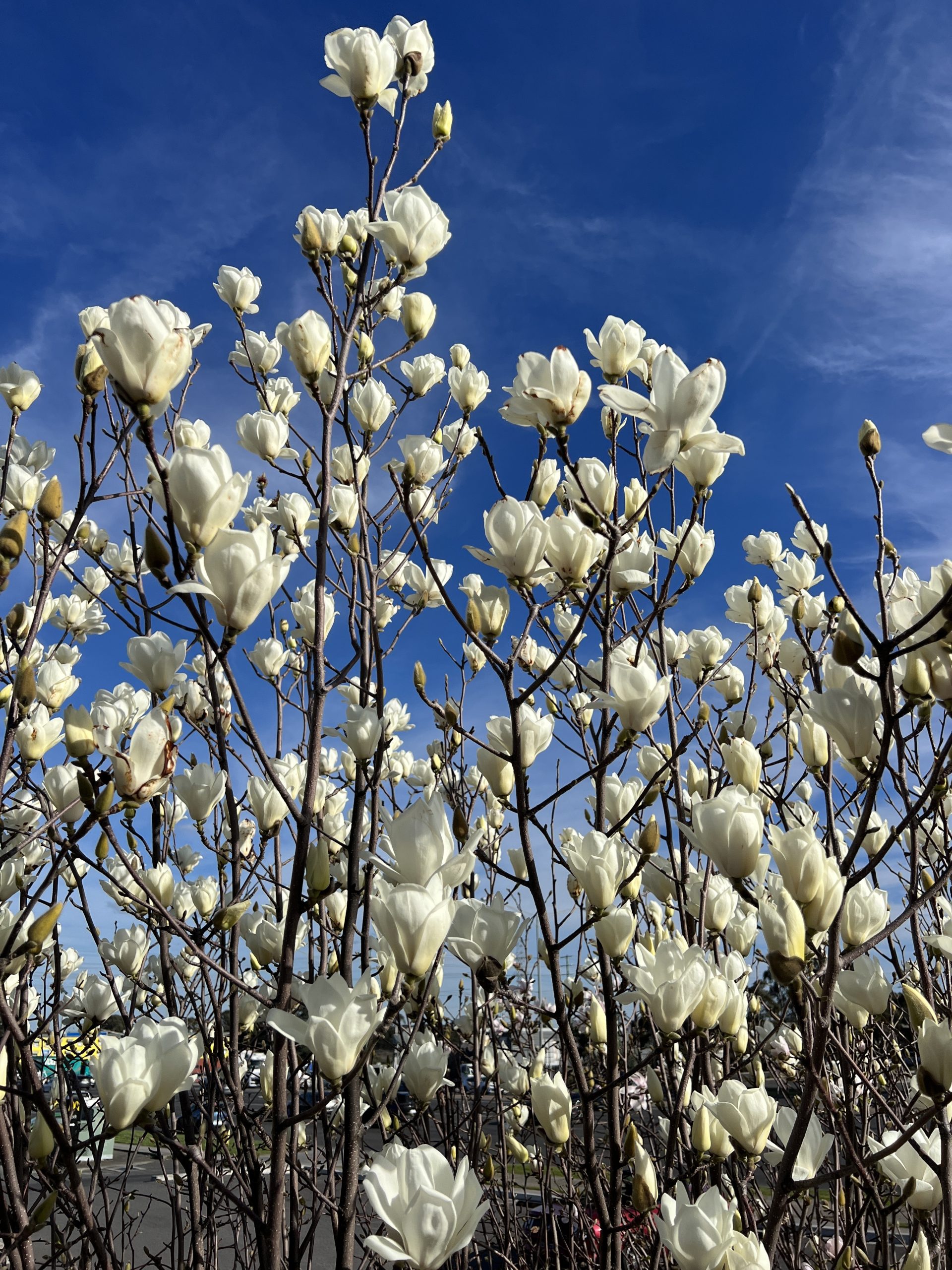 Magnolia 'Yulan' 12