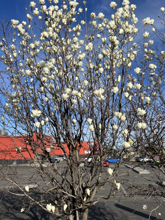 A Magnolia 'Yulan' in a freshly potted 12" pot, adorned with numerous white blossoms, stands in a parking lot with cars and a red building in the background.