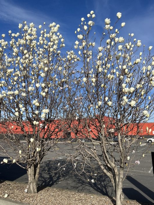 Two freshly potted Magnolia 'Yulan' trees, with their characteristic white blossoms, stand in a parking lot framed by a red building and set against the backdrop of a blue sky.