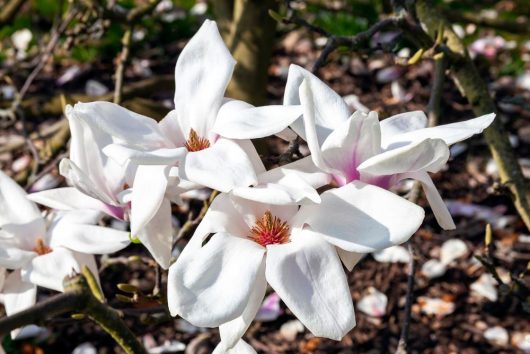 Close-up of Magnolia 'Wada's Memory' 8" Pot magnolia flowers in full bloom on a tree branch. The background shows some fallen petals and a mix of sunlight and shadows, capturing the delicate beauty in an 8" pot.