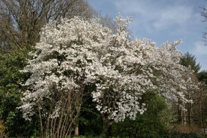 A stunning Magnolia 'Wada's Memory' 8" Pot tree in full bloom with numerous white flowers, surrounded by other green foliage and trees, under a partly cloudy sky.
