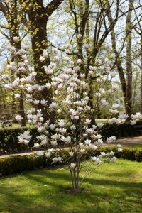 A blooming magnolia tree with white flowers stands in a green garden, complemented by tall trees in the background. This beauty, known as Magnolia 'Dolly Horn' 13" Pot, thrives magnificently in its 13" pot.