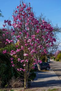 A tree with pink blossoms stands by a sidewalk with parked cars and houses in the background.