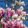 A blooming magnolia tree with pink and white flowers graces the clear blue sky, showcasing one of the best plants for incredible fragrance.