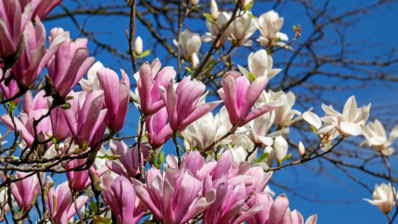 9 best magnolias for an early spring in 2024