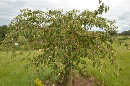 A fruit-laden tree stands in a grassy field under a cloudy sky, with many small red fruits visible among the green leaves.