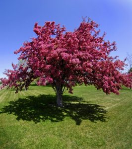 A tree with blooming pink flowers stands on a neatly cut green lawn under a clear blue sky.