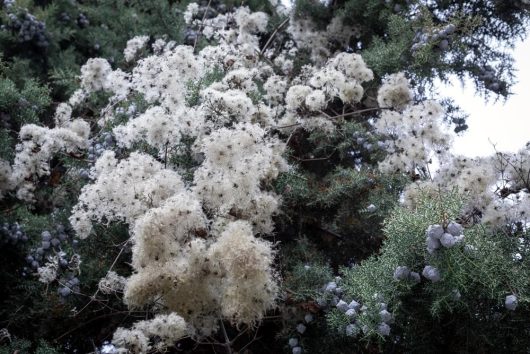 The Melaleuca 'Seafoam' Paperbark Myrtle in a 6" pot features clusters of white, snow-like moss growths nestled among its green foliage and adorned with small, dark berries.