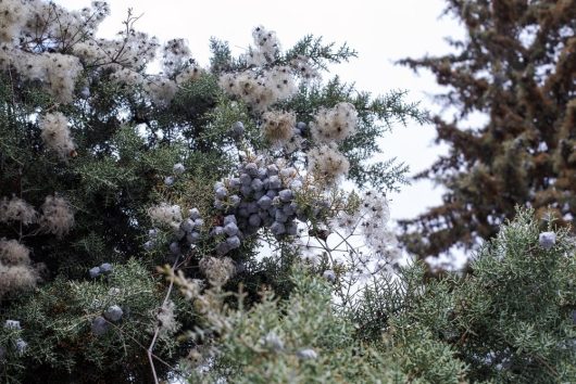 A Melaleuca 'Seafoam' Paperbark Myrtle in a 6" pot, featuring clusters of round cones and fluffy, snow-white tufts amid its green foliage.