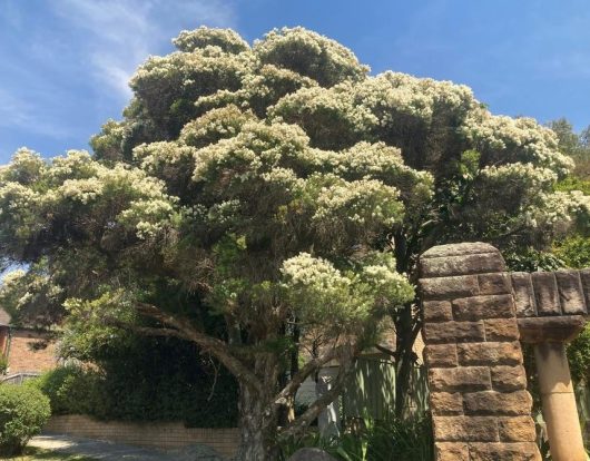 A large tree with abundant small white flowers is shown against a clear blue sky. A stone structure is partially visible to the right.