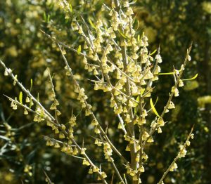 Close-up of a dense cluster of small, pale yellow Melicytus 'Tree Violet' flowers blooming on thin, greenish-brown branches in a natural outdoor setting, available in a 6" pot.