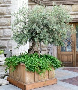A small olive tree grows in a wooden planter box, surrounded by lush green foliage, placed on a stone-paved area in front of a building with stone walls and wooden doors.