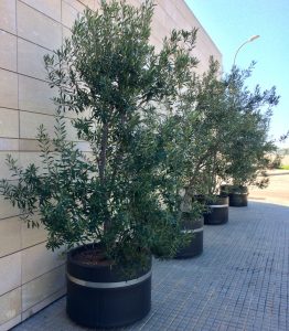 Three potted olive trees lined up along a tiled outdoor walkway adjacent to a stone wall.