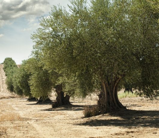 A row of mature olive trees stands in a dry, sandy field under a partly cloudy sky.