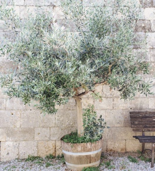 Potted olive tree next to a wooden bench against a stone wall.