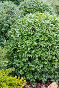 A neatly trimmed, round green bush with glossy leaves is surrounded by other similar bushes and a little yellow foliage at the bottom left.