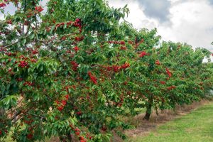 Rows of cherry trees laden with ripe red cherries under a cloudy sky.