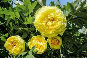 Four large yellow peony flowers in full bloom surrounded by green leaves against a clear blue sky.