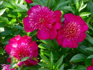 Bright magenta peonies in full bloom, surrounded by lush green leaves, with some unopened buds visible.