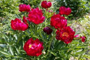 A cluster of deep red peony flowers in full bloom with lush green foliage.