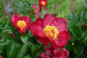 Close-up of vibrant red flowers with yellow centers surrounded by green foliage.