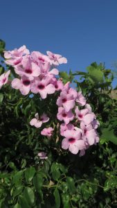 Cluster of light pink flowers with dark centers and green leaves in the background against a clear blue sky.