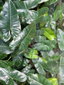 Close-up image of large, glossy green leaves on a tropical plant. The dense arrangement of the leaves creates a lush, vibrant green backdrop, almost like nature's version of an AUTO-DRAFT.