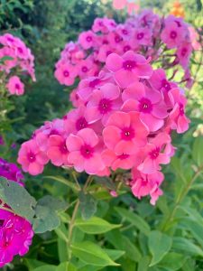Close-up of vibrant pink phlox flowers in full bloom, surrounded by green foliage.