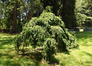 A dense, low-hanging Picea 'Norway Spruce' (Weeping) in a 24" pot stands on a grassy lawn, with stone walls and a bench visible in the background.