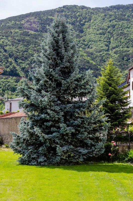 A tall, dense Picea 'Kaibab' Blue Spruce from an 8" pot stands in a grassy yard with hills covered in green foliage in the background.