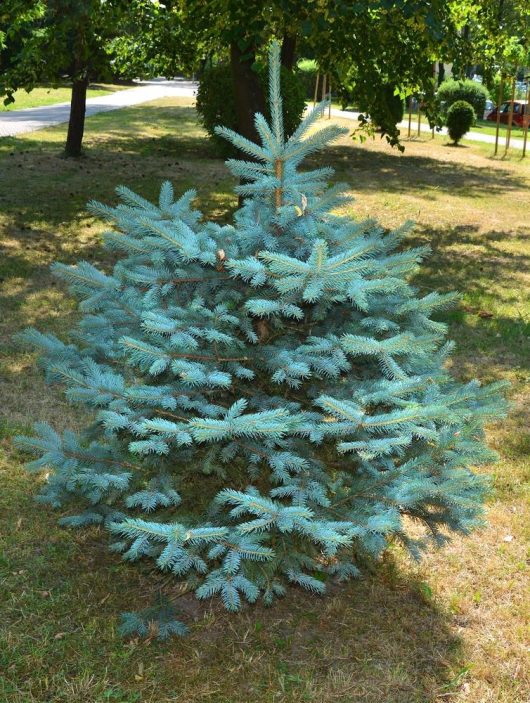 In a grassy, sunlit park, a flourishing Picea 'Kaibab' Blue Spruce with short needles thrives beautifully from its 8" pot.